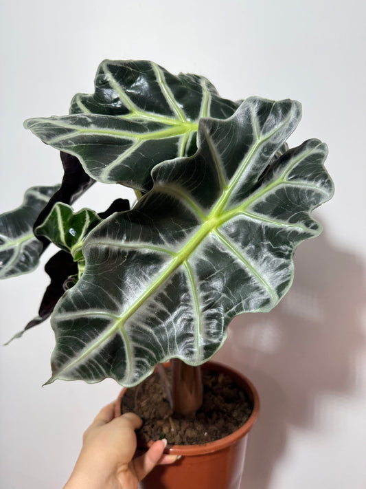 Alocasia Polly