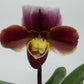 Paphiopedilum Orchid America 4