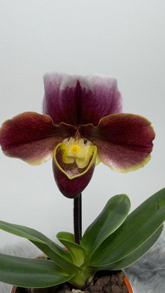 Paphiopedilum Orchid America 4