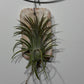 Õhutehas Tillandsia Õhutehas 6