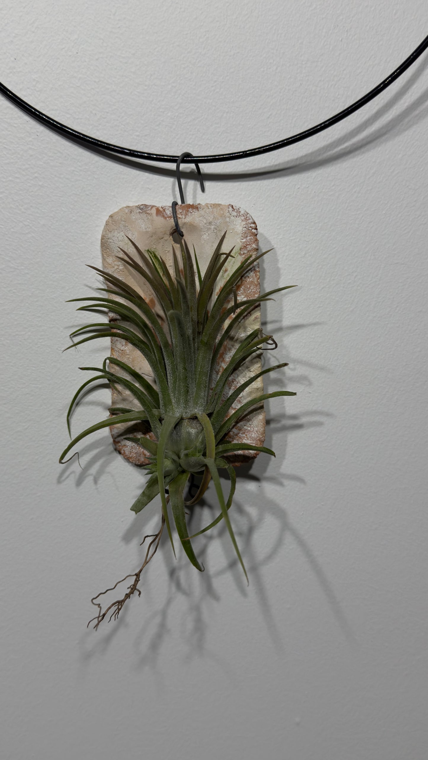 Õhutehas Tillandsia Õhutehas 6