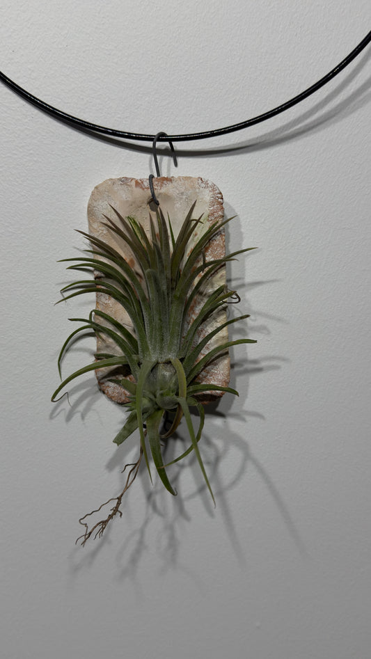 Air plant Tillandsia Air plant 6