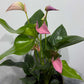 Anthurium