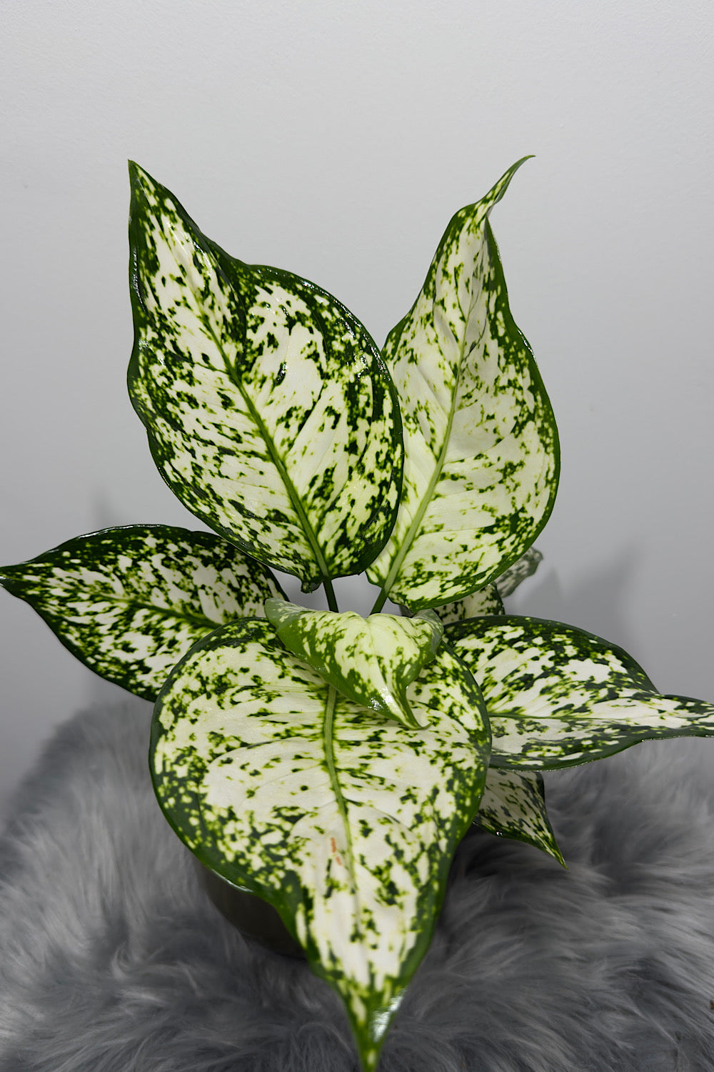 Aglaonema 8