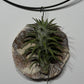 Air plant Tillandsia Air plant 5