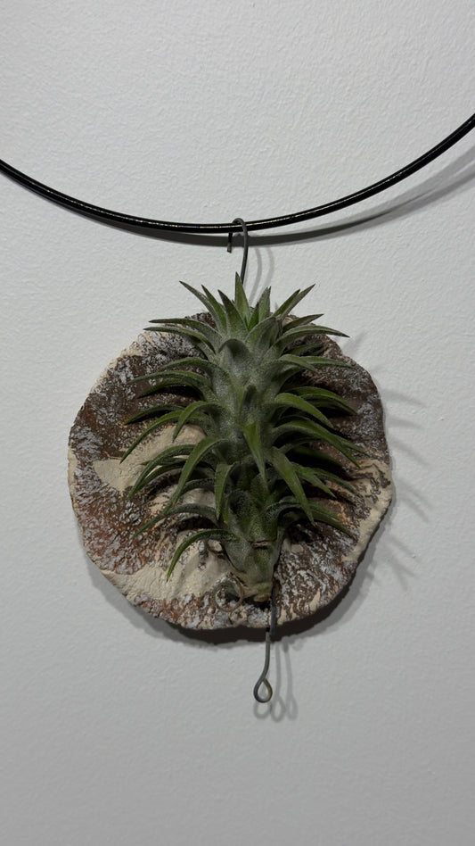 Air plant Tillandsia Air plant 5