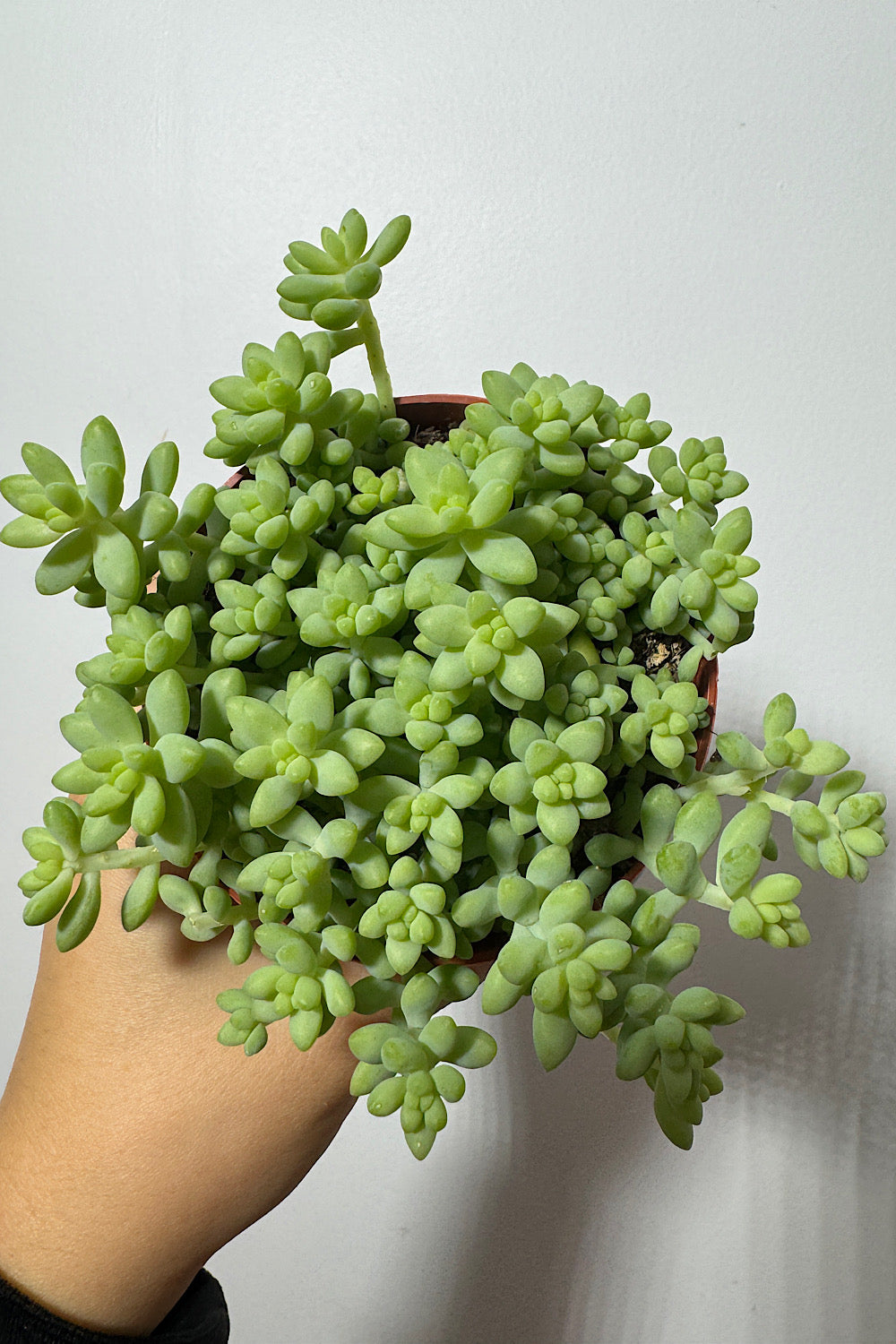 Sedum burrito