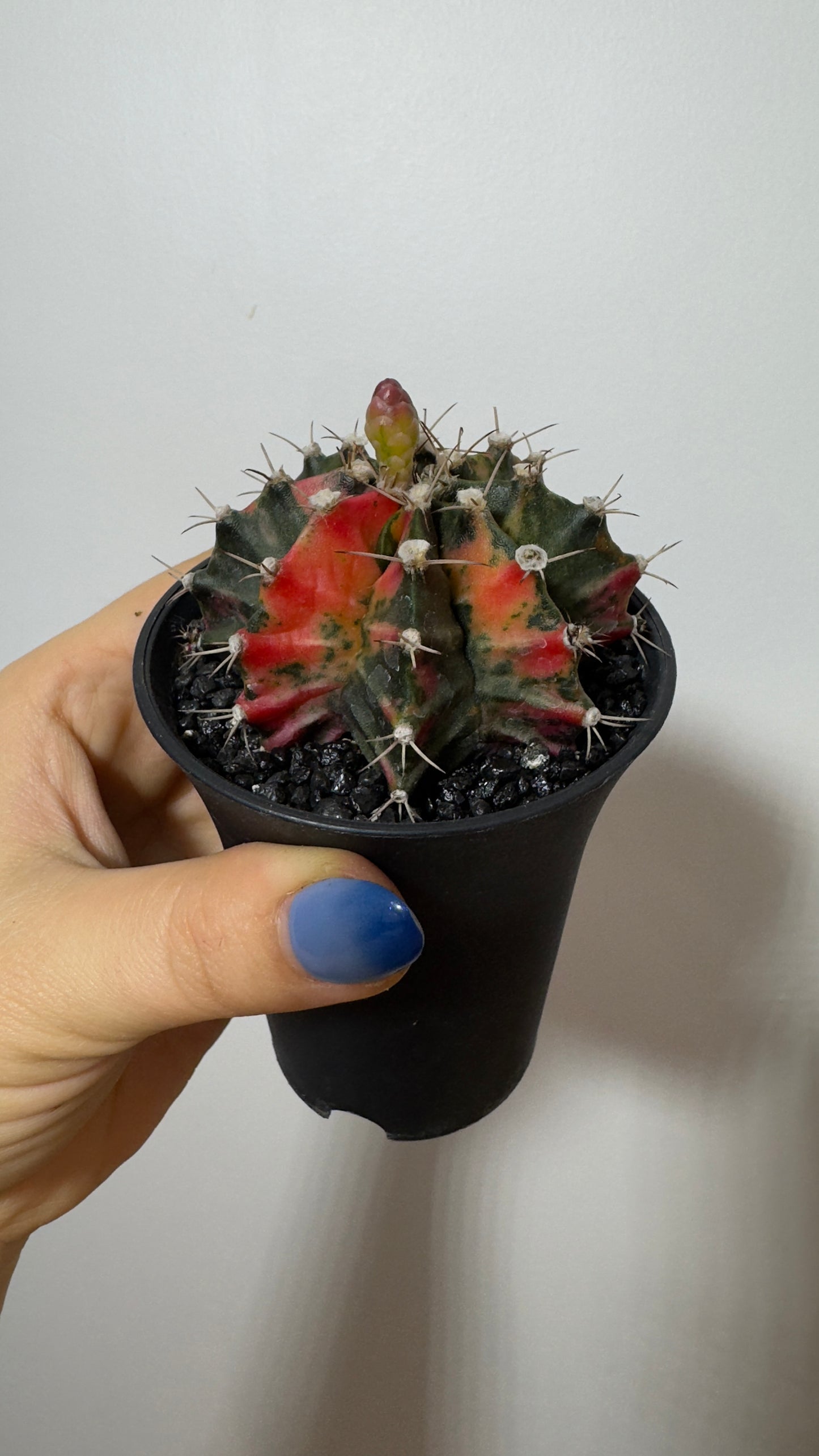 Gymnocalycium mihanovichii variegata