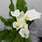 Zantedeschia 2