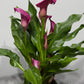 Zantedeschia 3