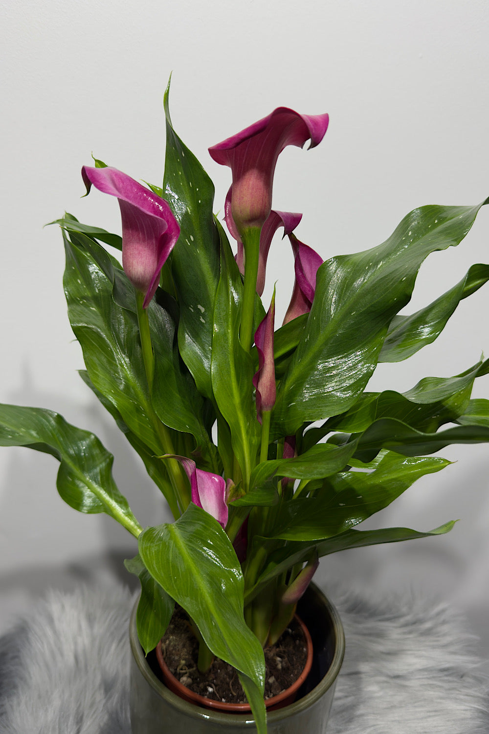 Zantedeschia 3