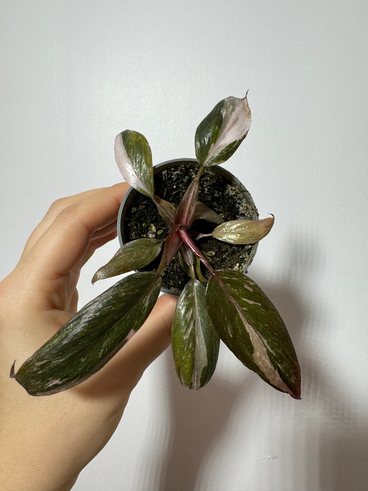 Philodendron Pink Princess Marble