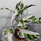 Calathea Fusion White