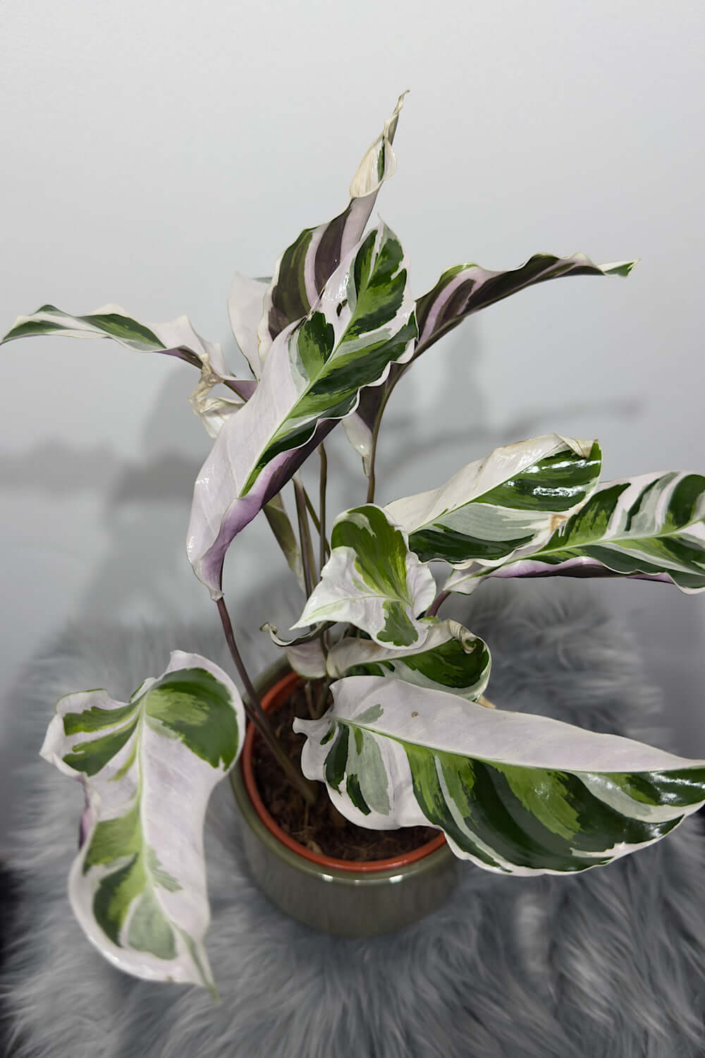 Calathea Fusion White