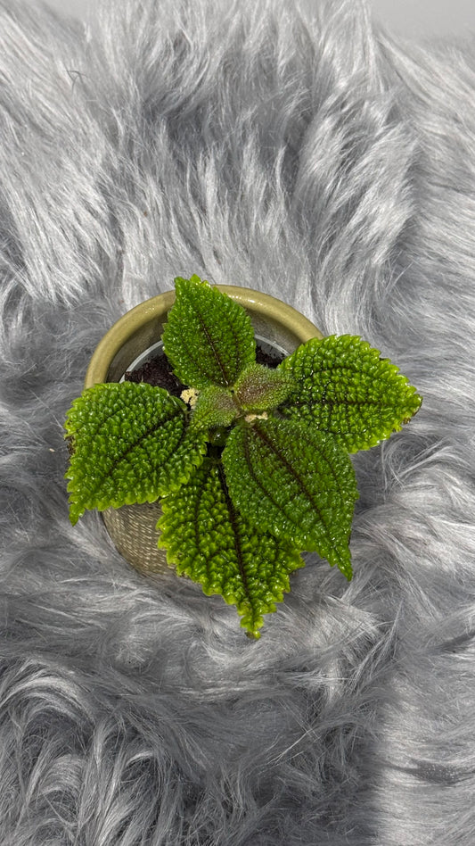 Pilea Moon Valley