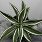 Dracaena White Jewel