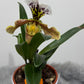 Paphiopedilum Orchid America 2