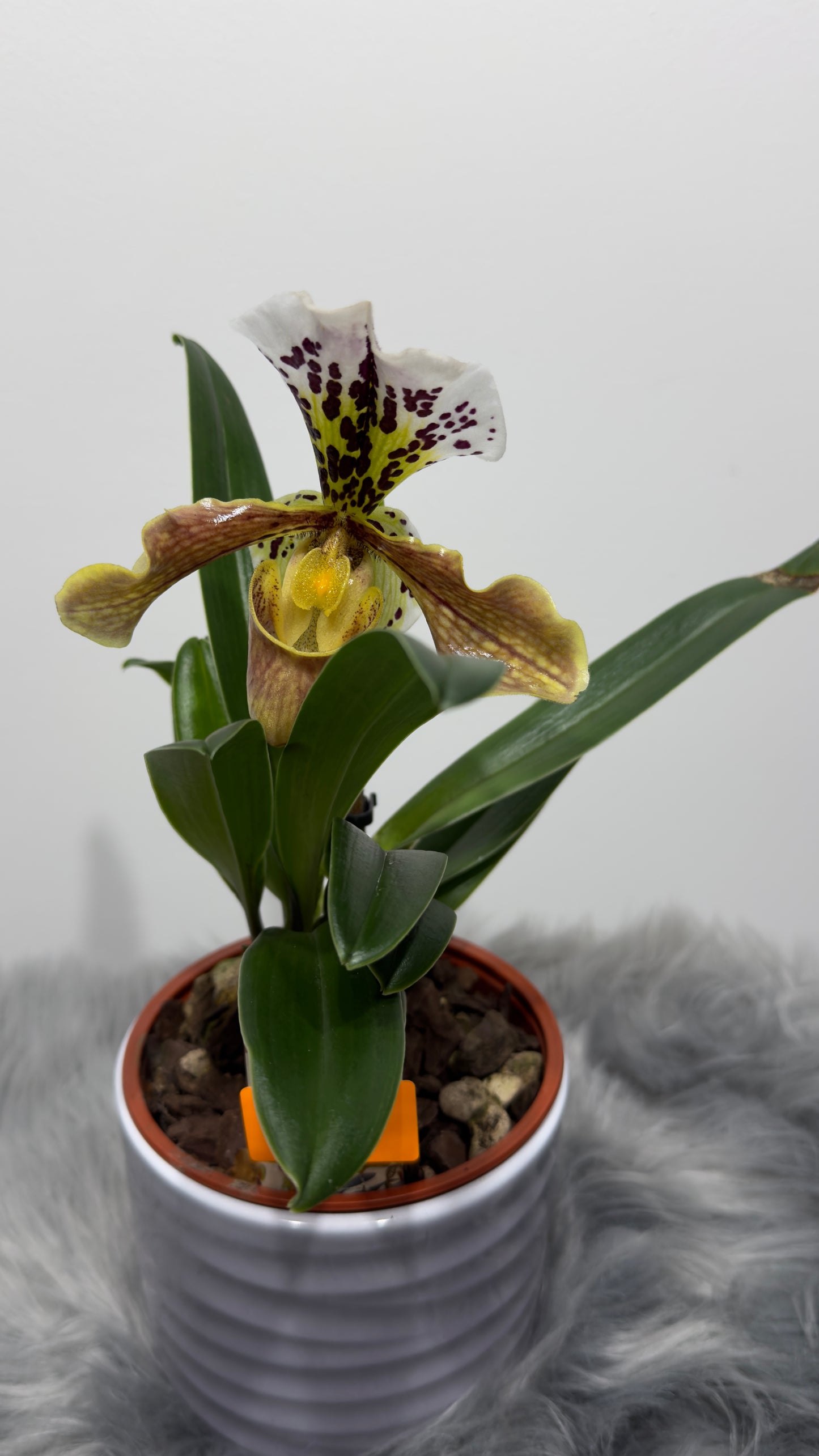 Paphiopedilum Orchid America 2