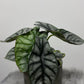 Alocasia Silver Dragon