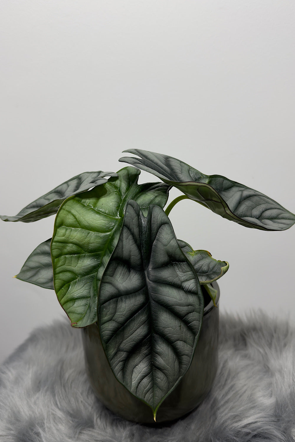 Alocasia Silver Dragon