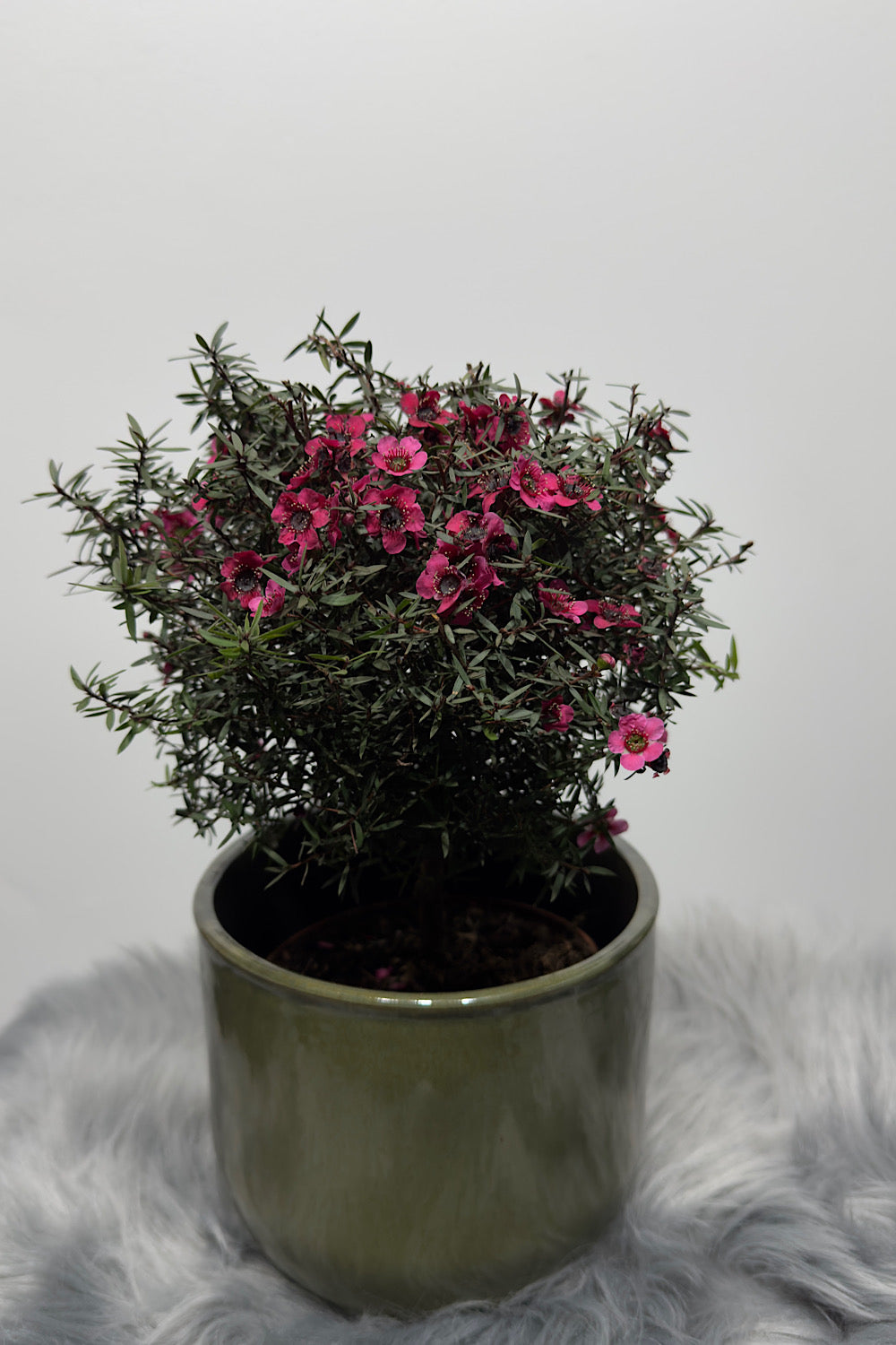 Leptospermum Scoparium