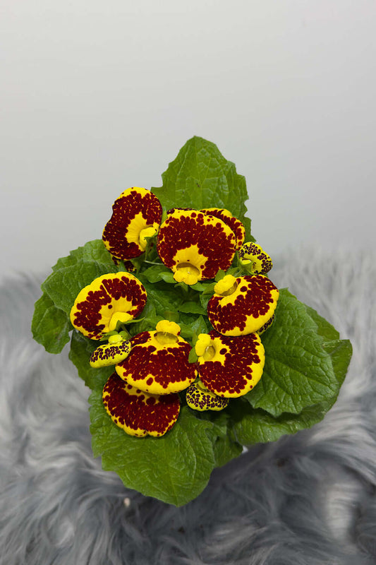 Calceolaria Herbeohybrida 7