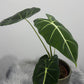 Alocasia Frydek