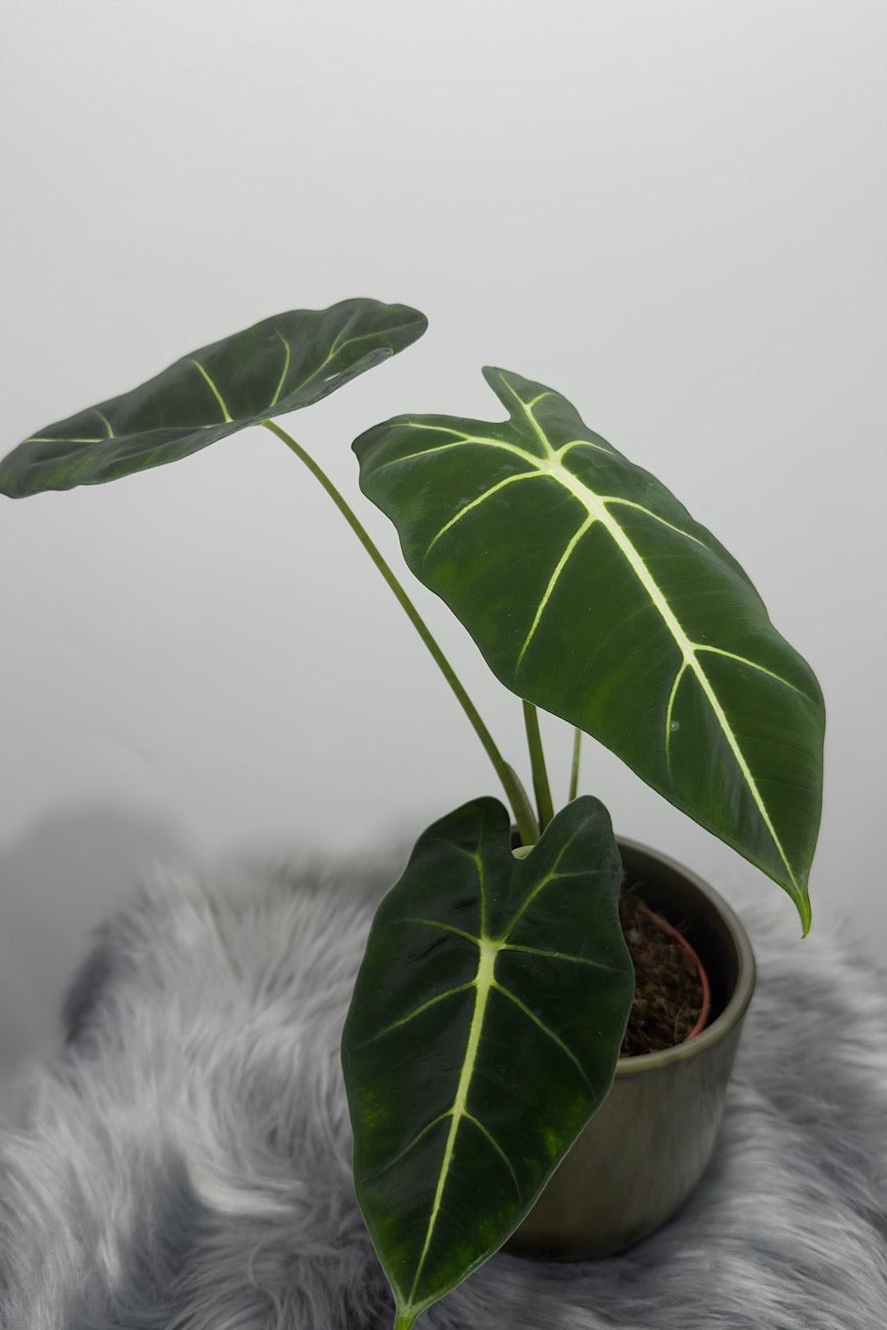 Alocasia Frydek