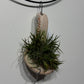 Air plant Tillandsia 10