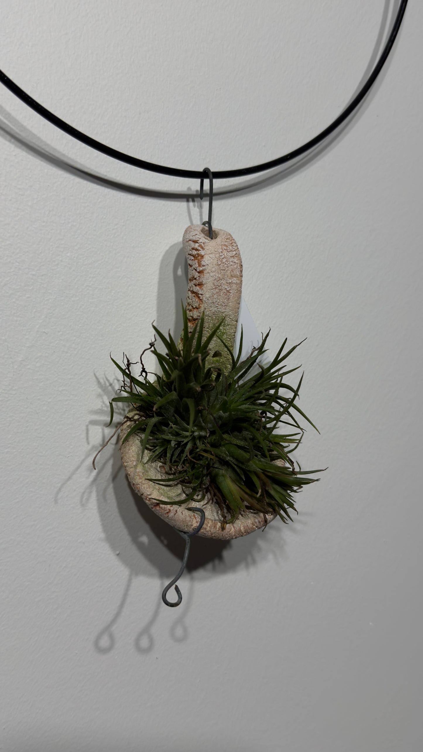 Air plant Tillandsia 10