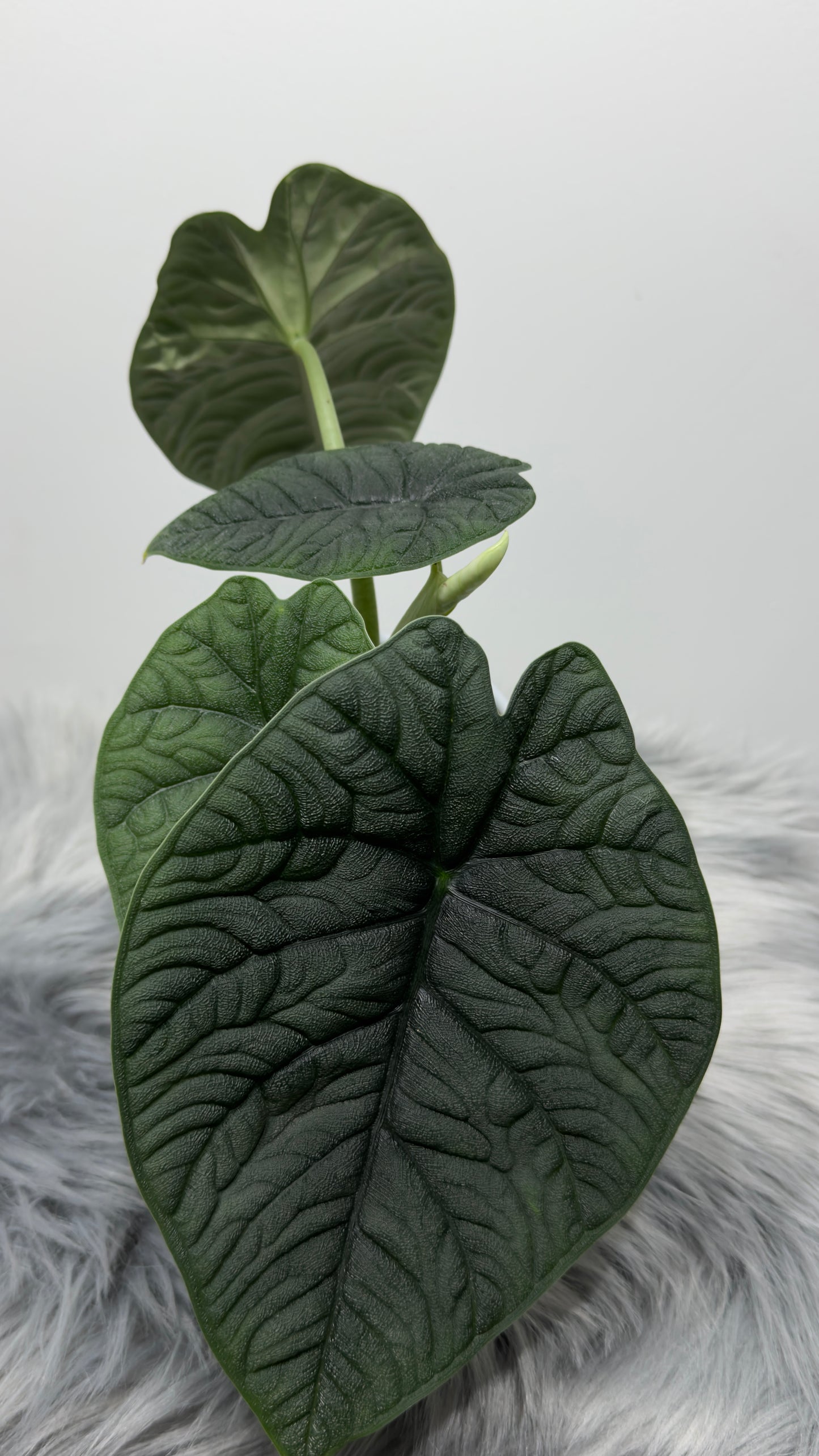 Alocasia Melo