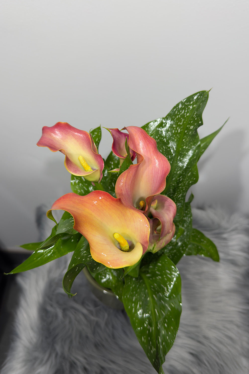 Zantedeschia 5