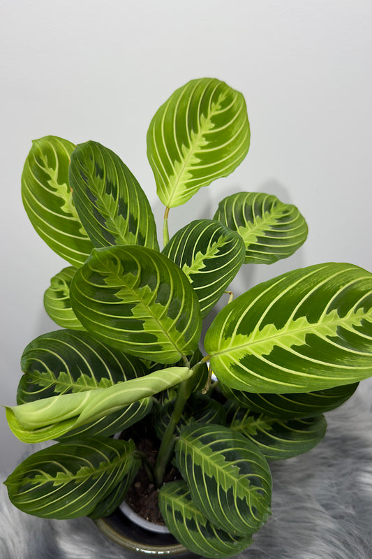 Maranta Lemon