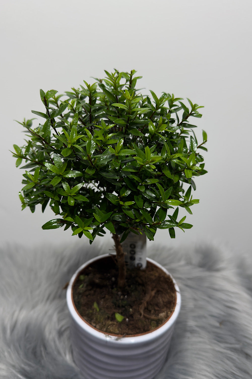 Myrtus Communis Mirte