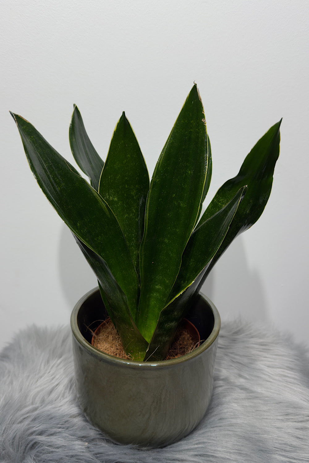 Sansevieria Black Jade