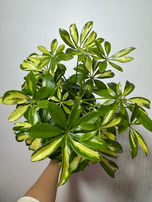 Schefflera Gerda