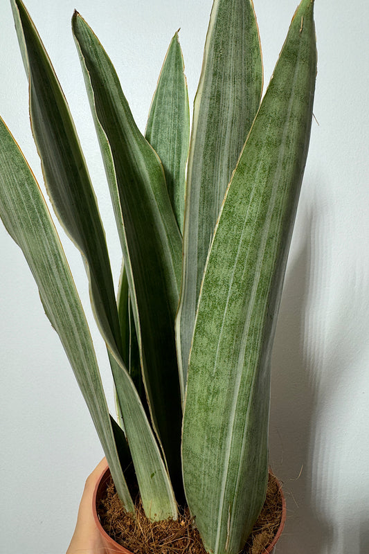 Sansevieria Metallica