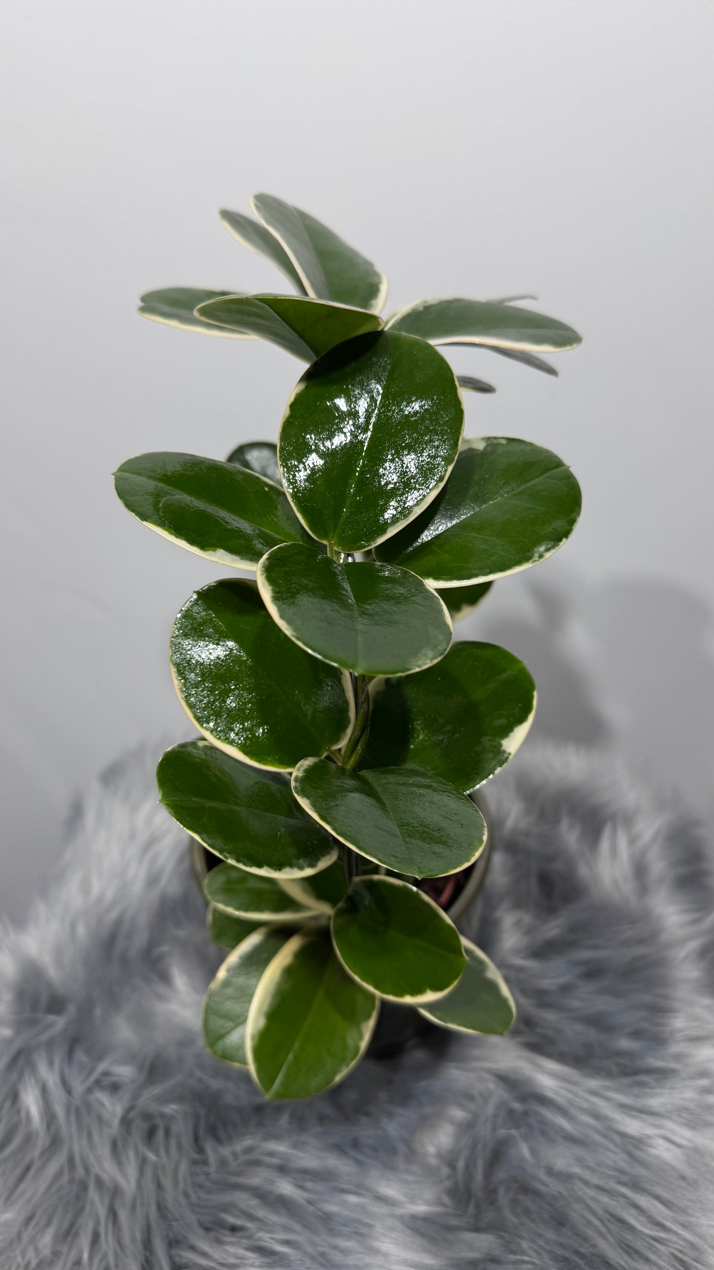 Hoya Australis Blondie