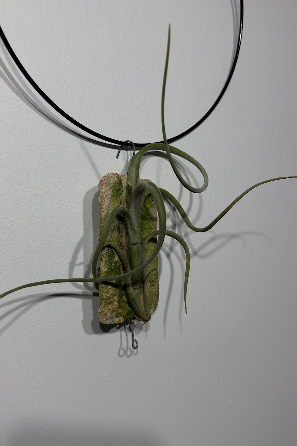 Õhutehas Tillandsia Õhutehas 8