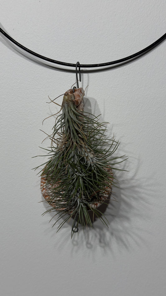 Gaisa augs Tillandsia Air plant 2 2