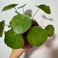 Pilea Suhkur