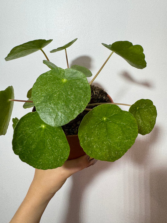 Pilea Suhkur