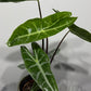 Alocasia Longiloba