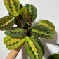 Maranta Red Stripe