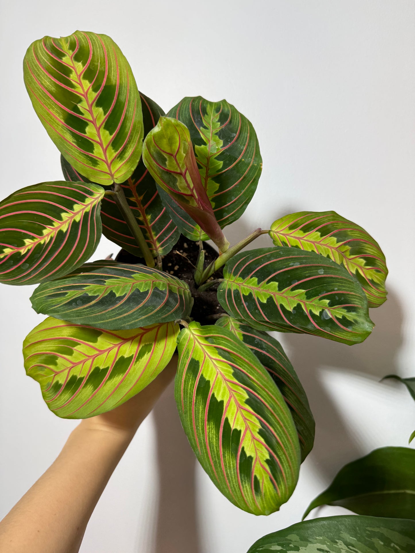 Maranta Red Stripe