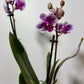 Phalaenopsis Orchid 2 flower stems 7.var