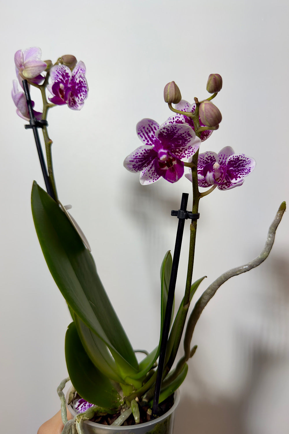 Phalaenopsis Orchid 2 flower stems 7.var