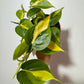 Philodendron Scandens Brasil