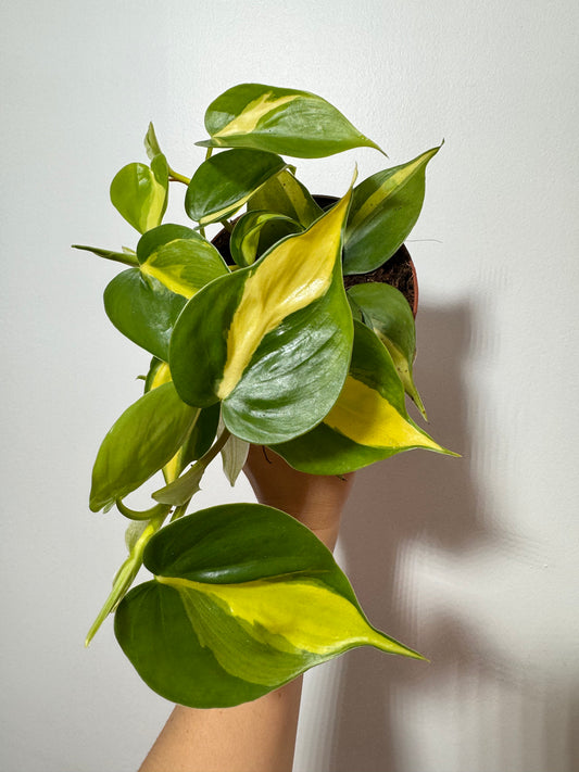 Philodendron Scandens Brasil