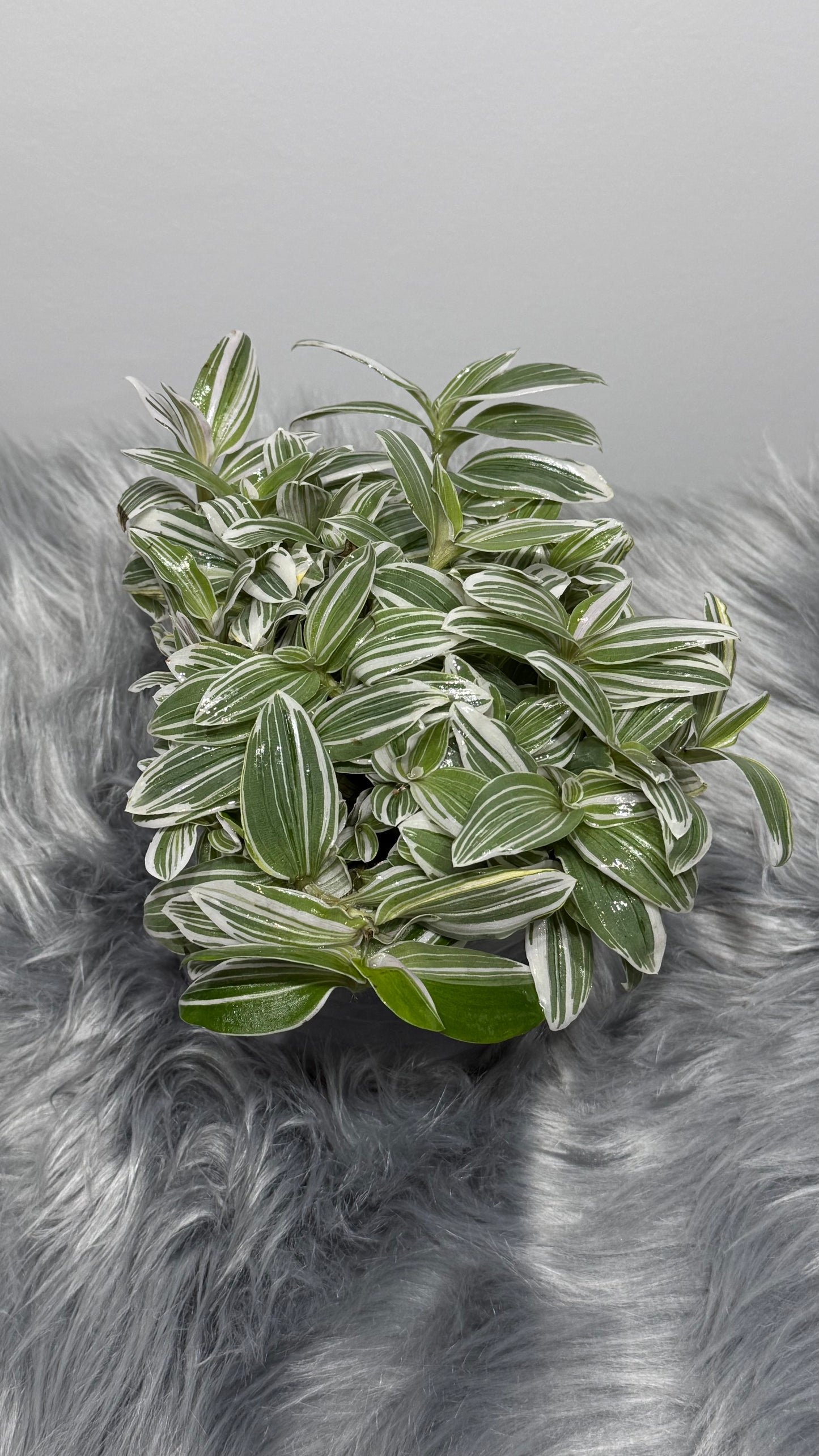 Tradescantia Tenderness